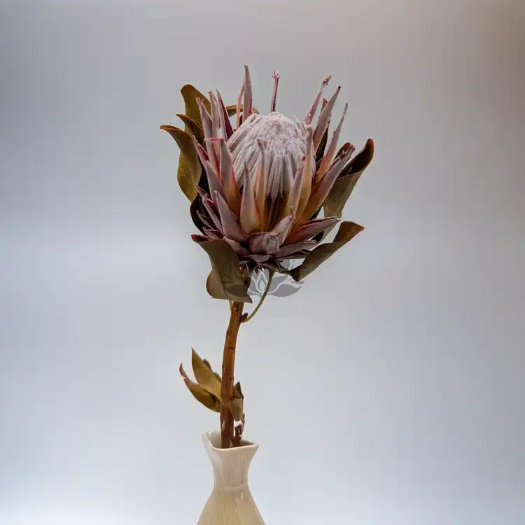 Protea King 3szt 4.png