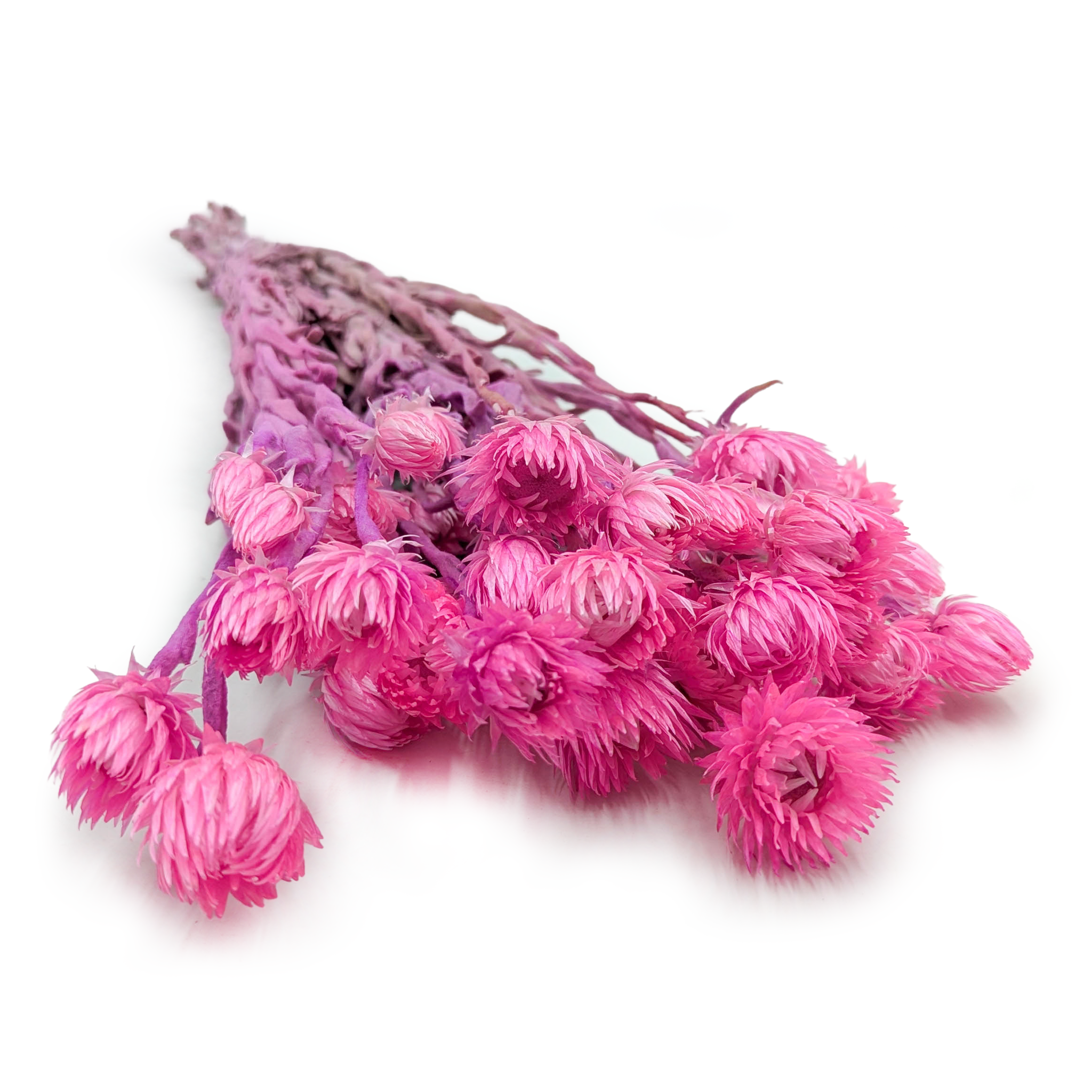 Kaaps Flower - Phaenocoma prolifera - (Cape strawflower) - Rose