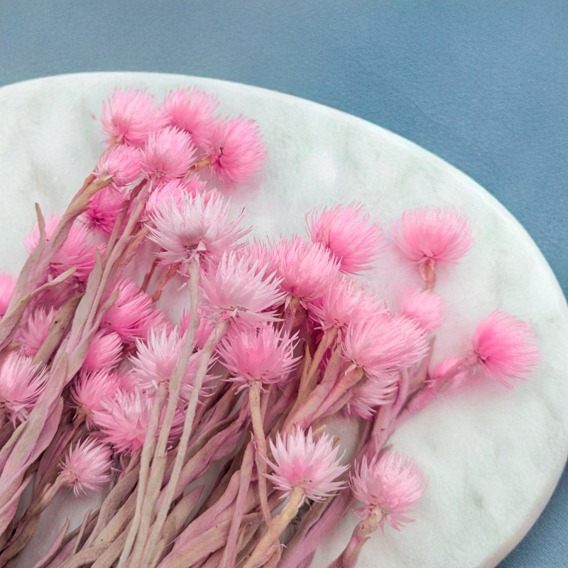 Kaaps jasny róż IT 7.png