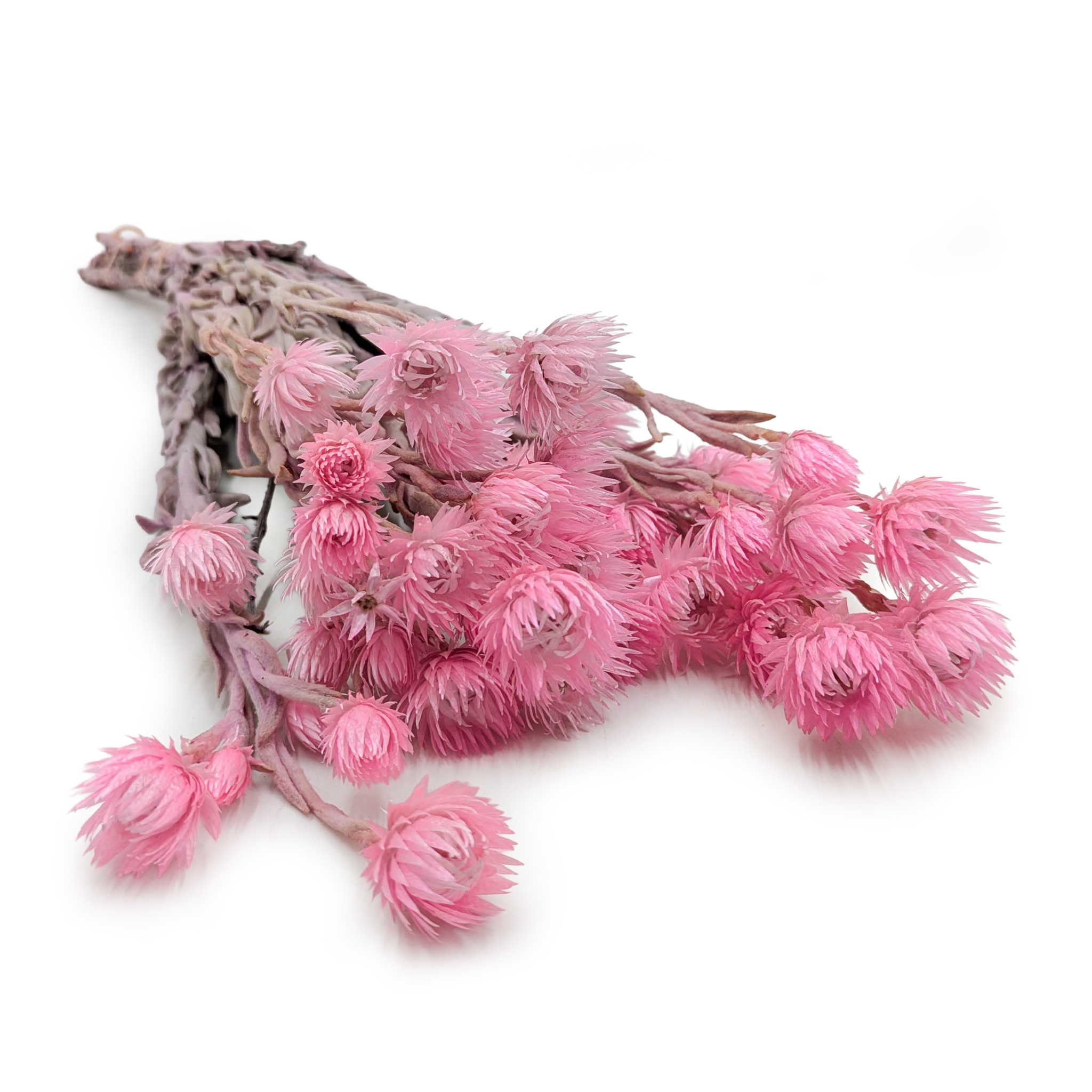 Kaaps Flower - Phaenocoma prolifera - (Cape strawflower) - Rose Clair