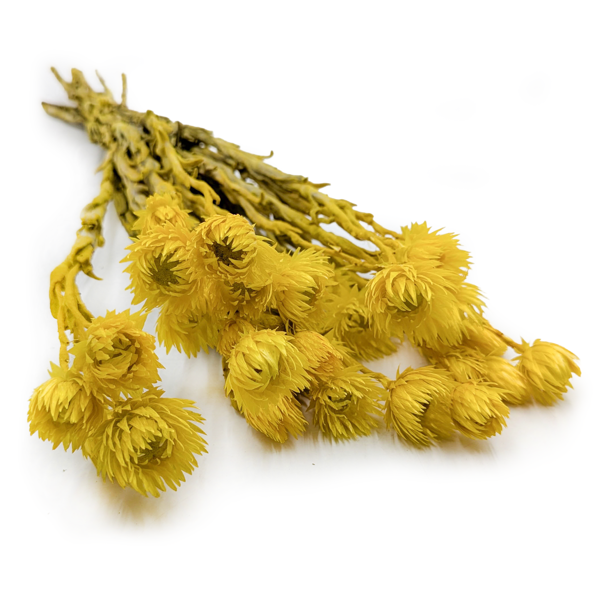 Kaaps Flower - Phaenocoma prolifera - (Cape strawflower) - Jaune