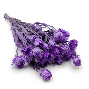 Kaaps Flower - Phaenocoma prolifera - (Cape strawflower) - Lavande