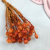 Kaaps pomarańczowy IT 1.png