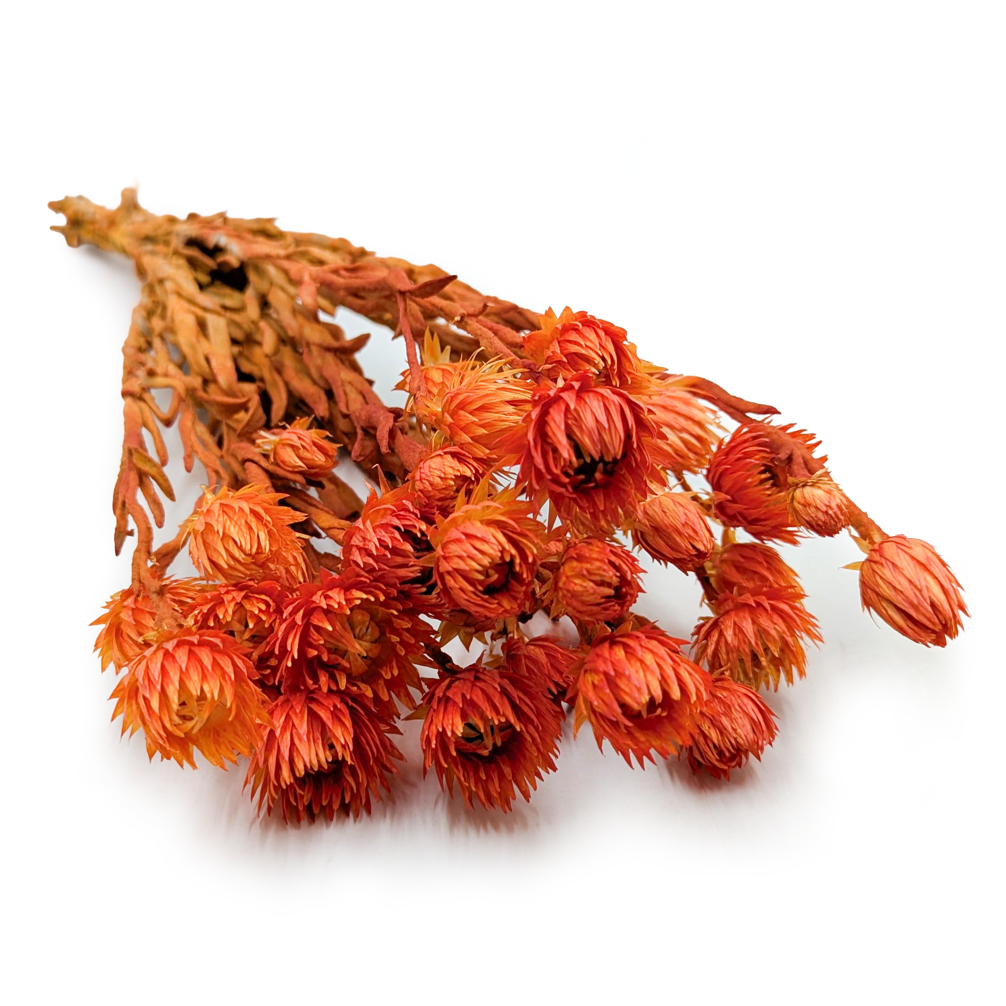 Kaaps Flower - Phaenocoma prolifera - (Cape strawflower) - Orange