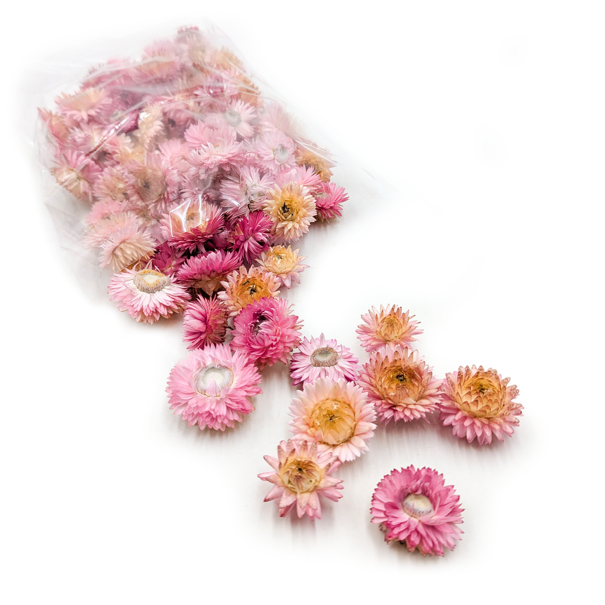 Immortelle séchée – Têtes de fleurs – (Helichrysum) – Rose foncé