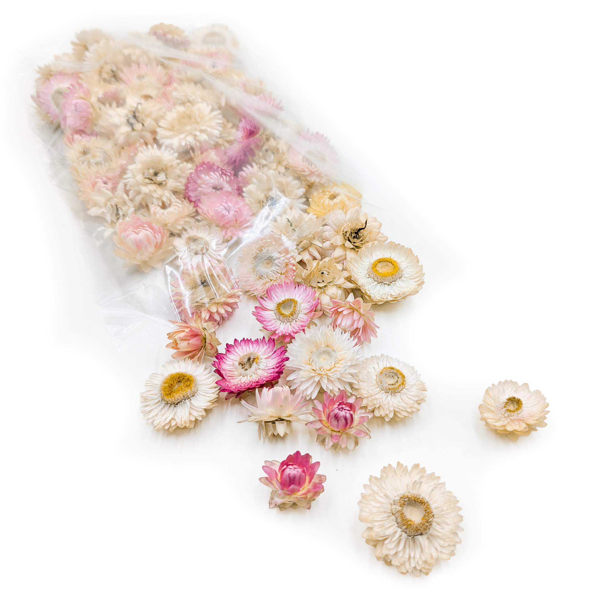 Immortelle séchée – Têtes de fleurs – (Helichrysum) – Rose clair