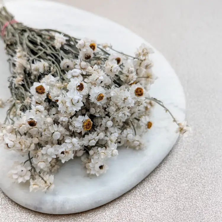 Ammobium - naturalne PLS 3.png