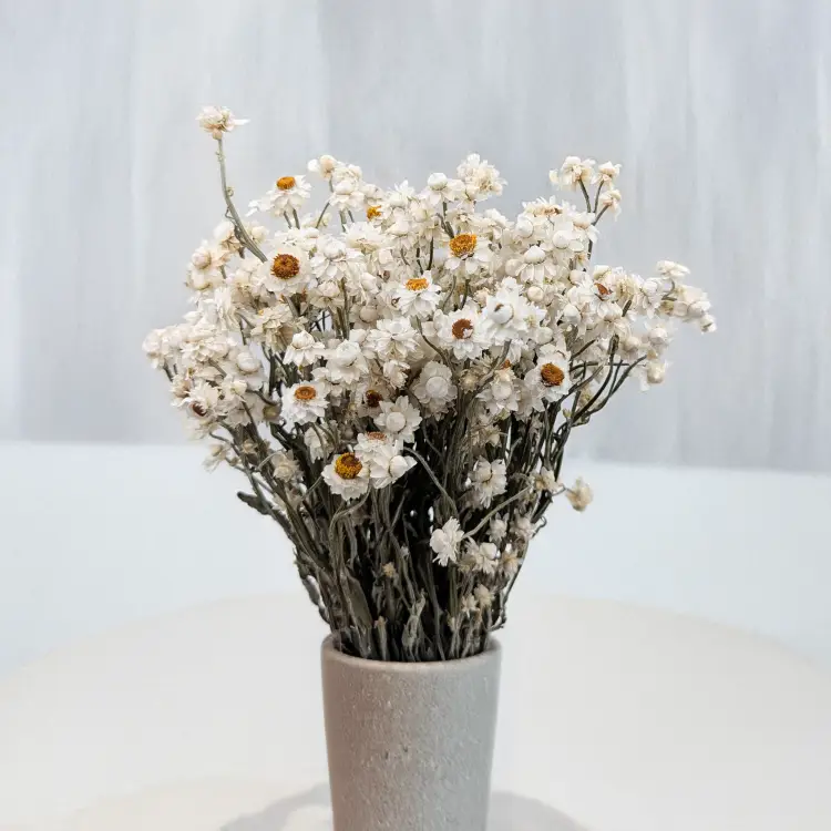 Ammobium - naturalne PLS 4.png