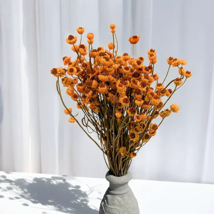 Ammobium pomarańczowe PLS 4.png