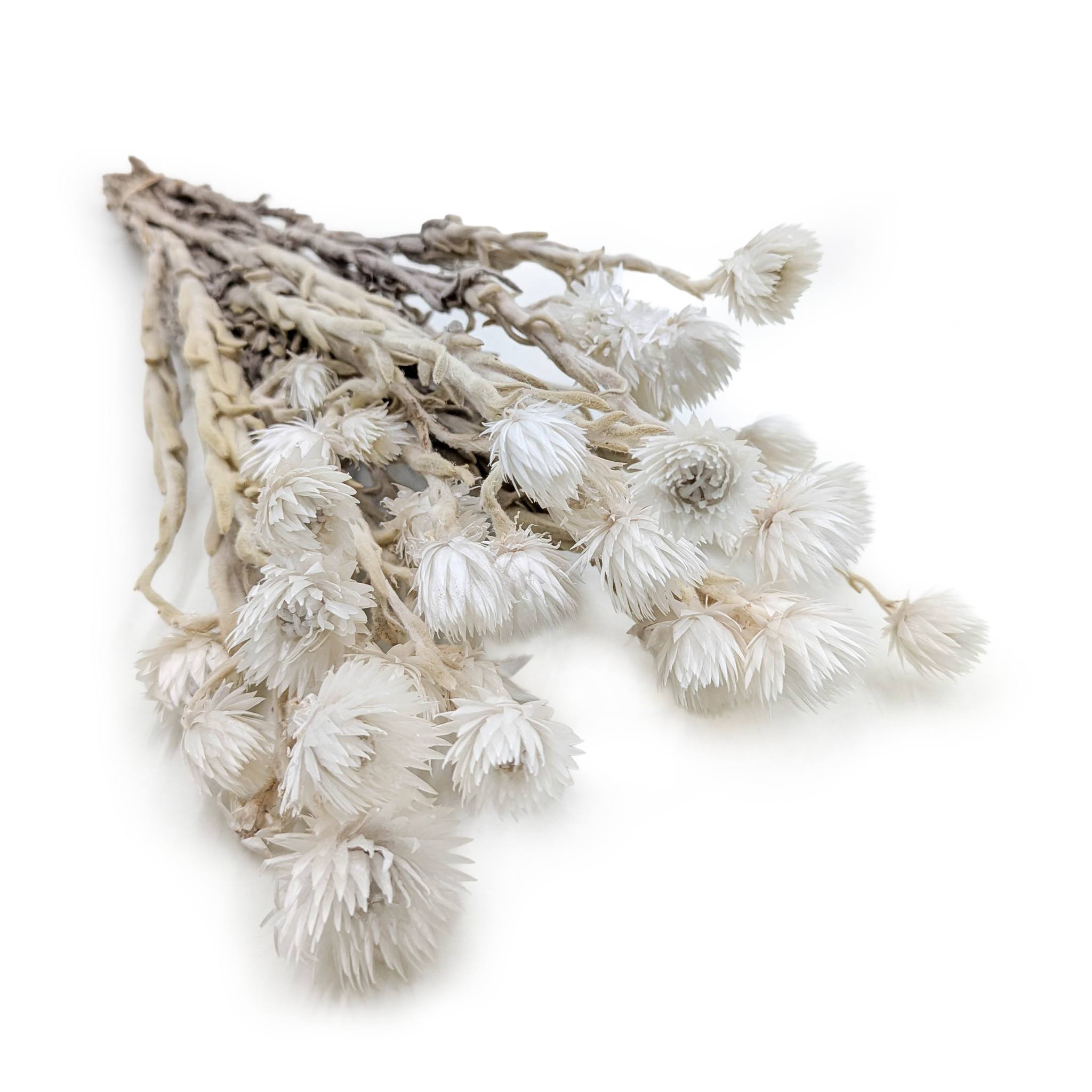 Kaaps Flower – Phaenocoma prolifera – (Cape strawflower) – Blanc Naturel