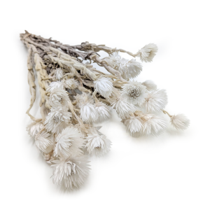 Kaaps Flower – Phaenocoma prolifera – (Cape strawflower) – Blanc Naturel