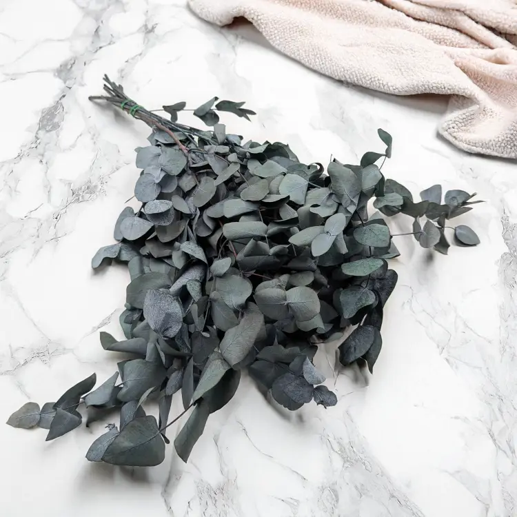 eukaliptus cinerea 2.png