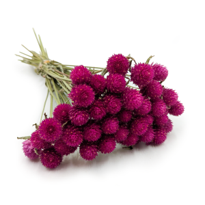 Gomphrena Séchée – Bouquet – (Gomphrena globosa) – Rose