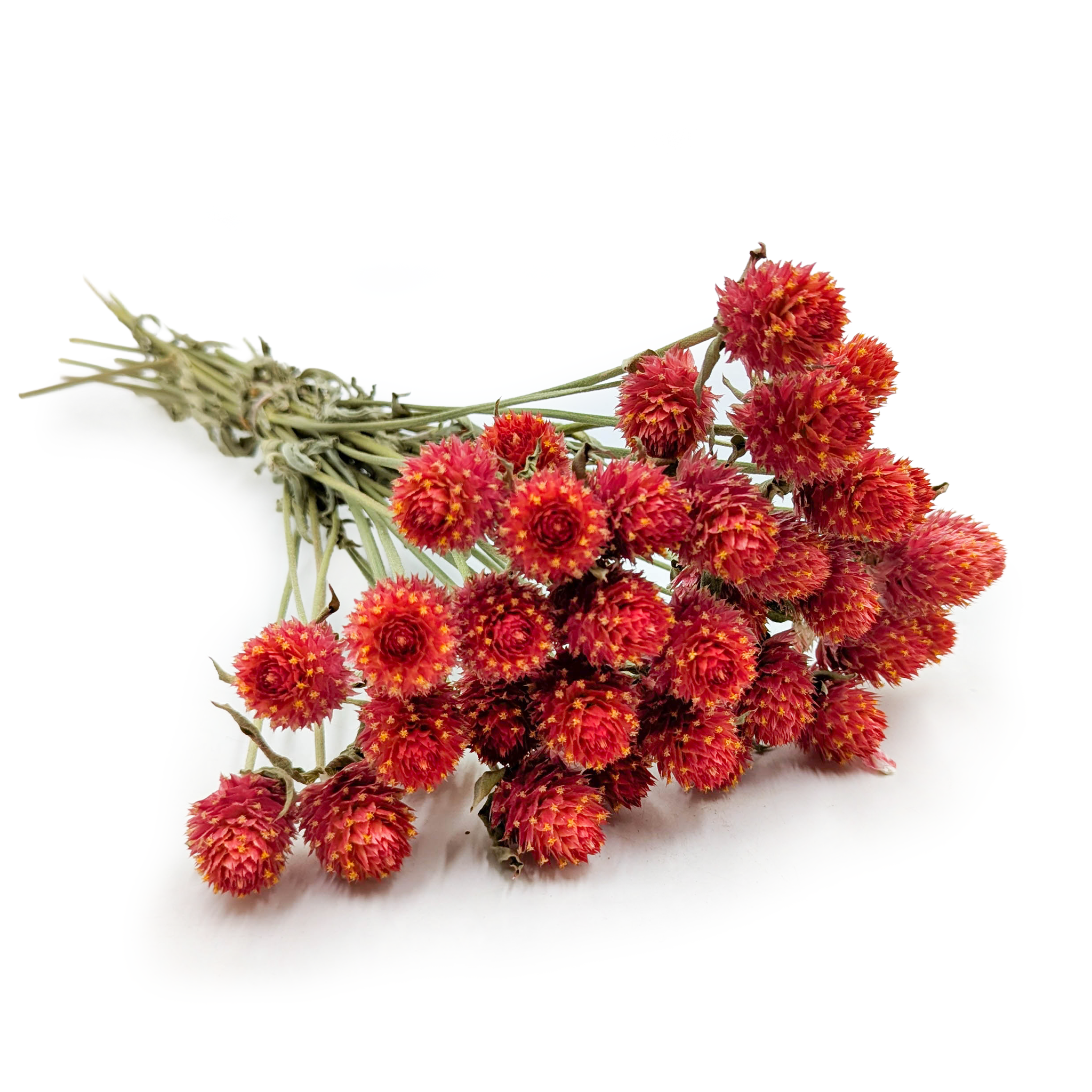 Gomphrena Séchée – Bouquet – (Gomphrena globosa) – Orange