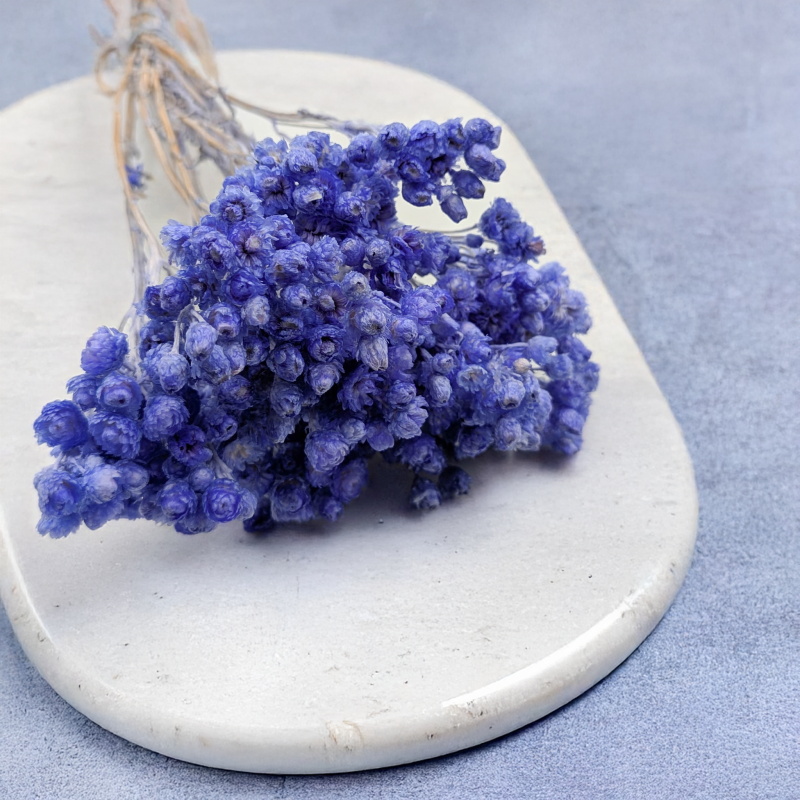 Kocanka wloska lawendowa n 3.png