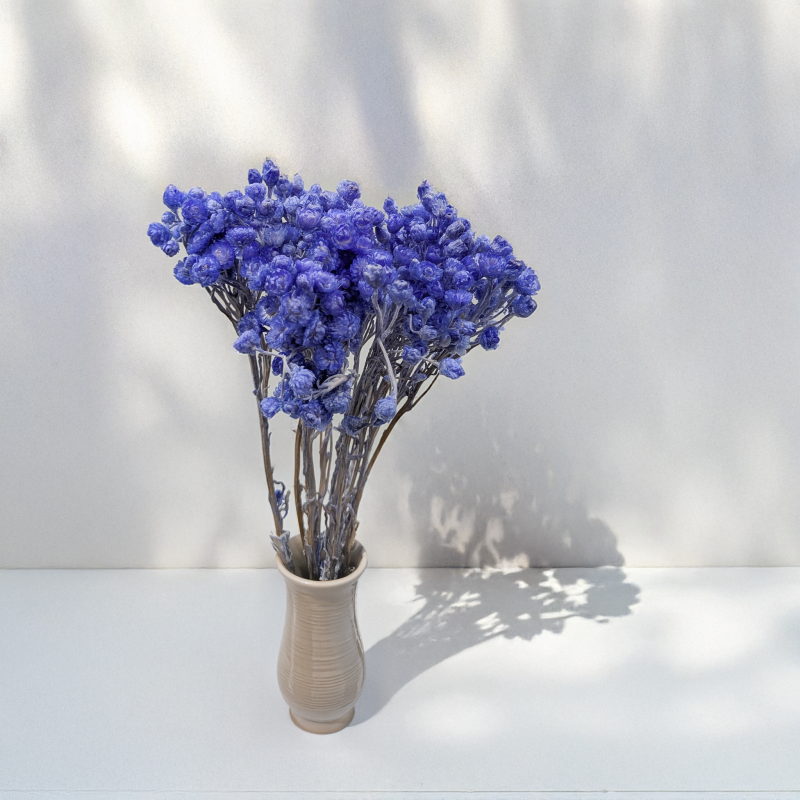 Kocanka wloska lawendowa n 4.png