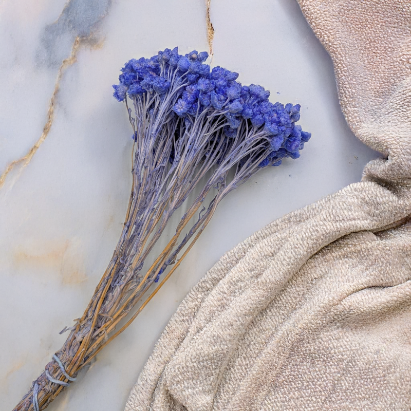 Kocanka wloska lawendowa n 2.png