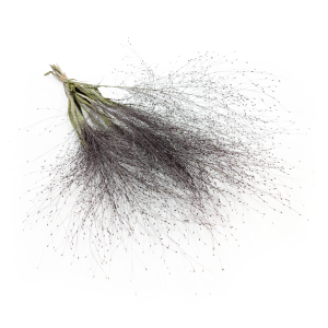 Panic érigé Séché – (Panicum virgatum) – Naturel