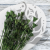 Nigella orientalis butelkowa zieleń IT 2.png