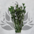 Nigella orientalis butelkowa zieleń IT 5.png