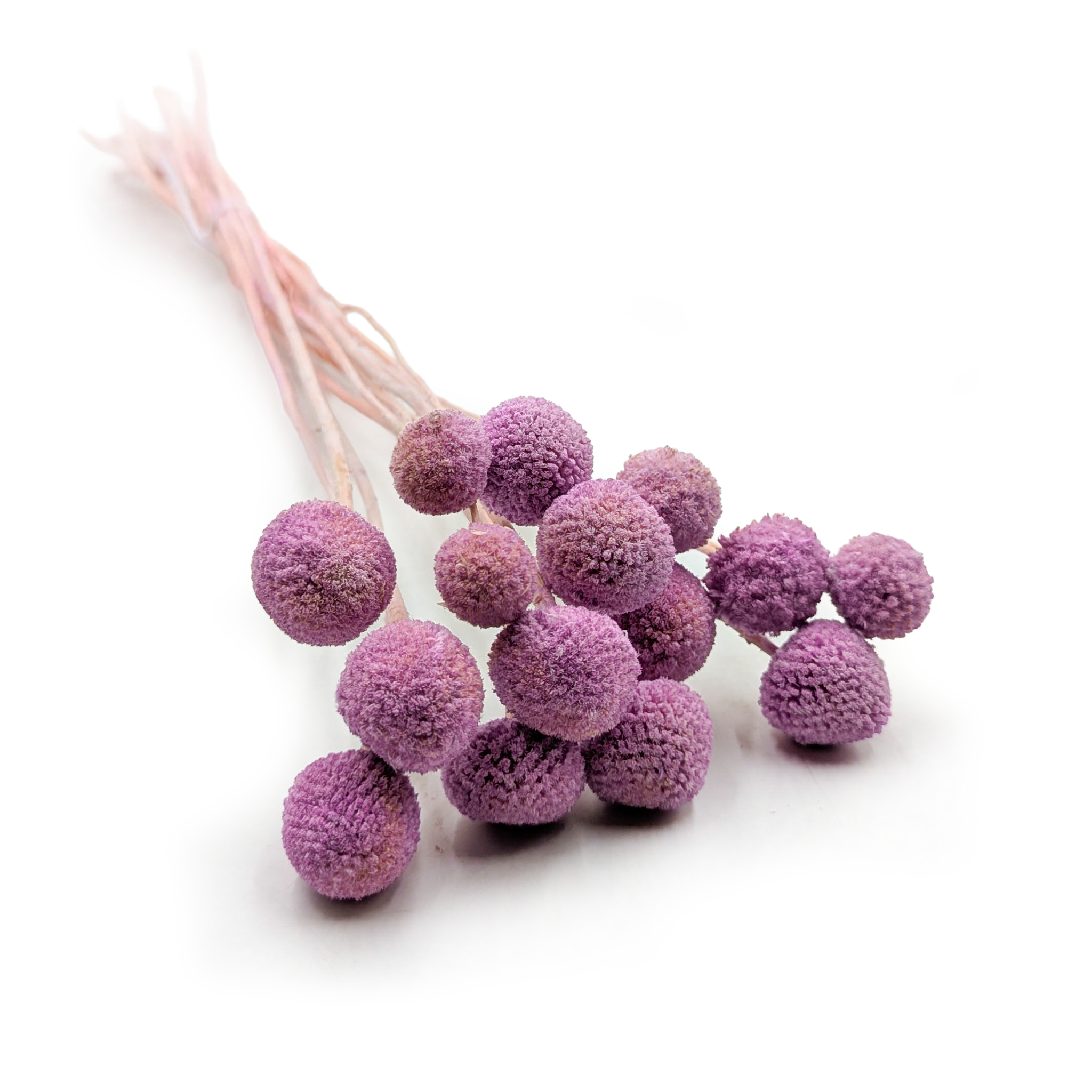 Craspédia séchée – (Craspedia Extra) – Lilas – bouquet de 15 tiges