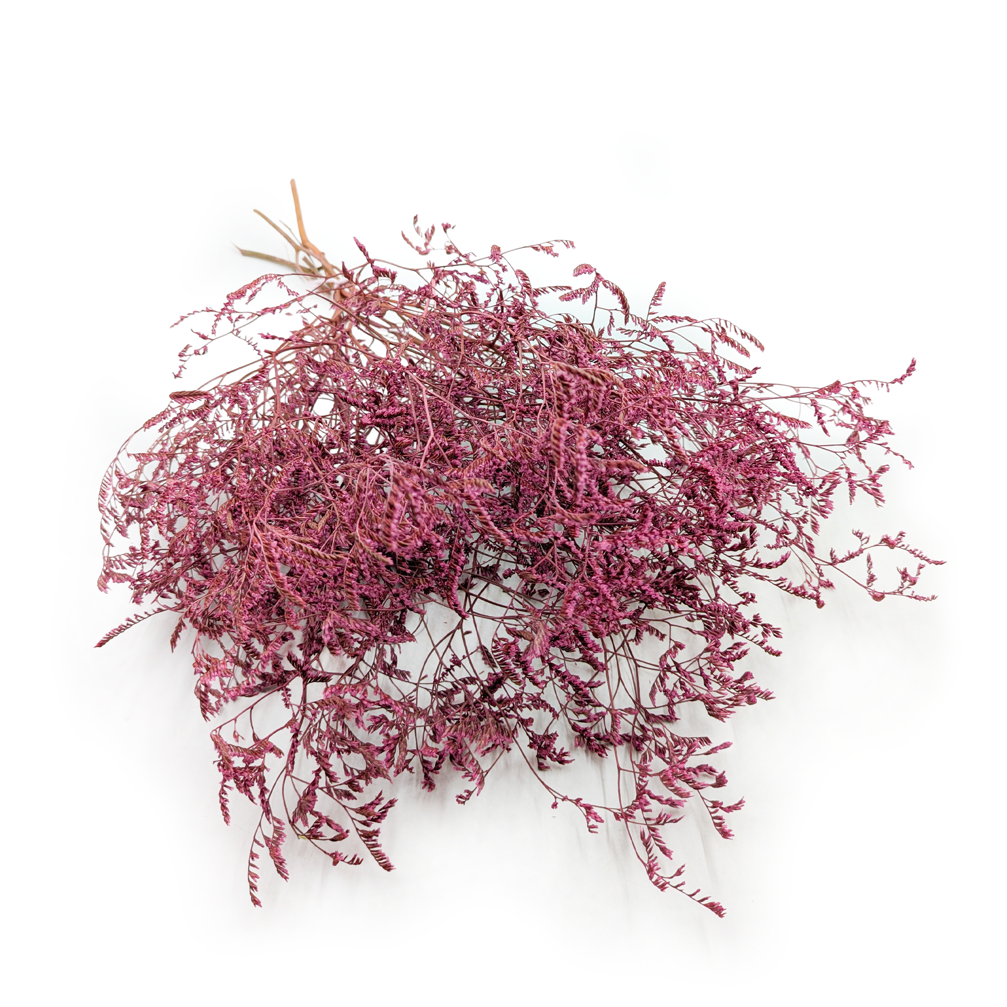 Statice Séché – Limonium Latifolium – Rose