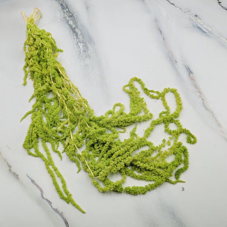 Szarłat zielony IT 1.png