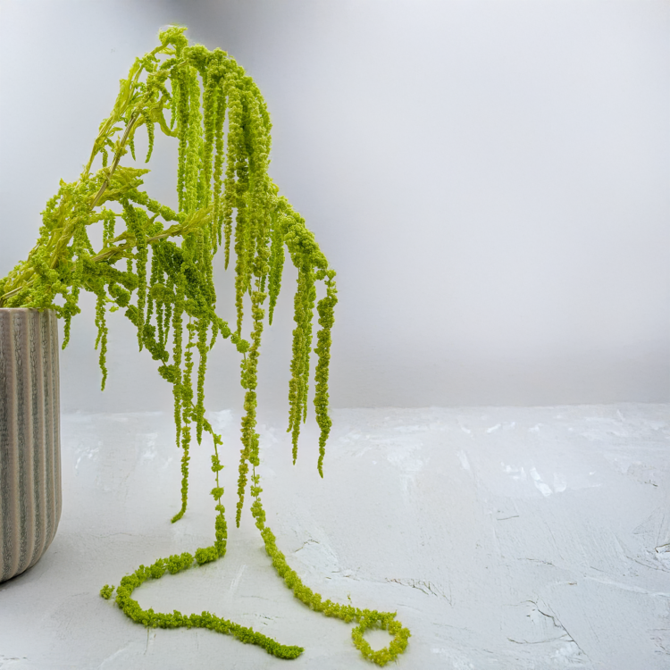 Szarłat zielony IT 4.png