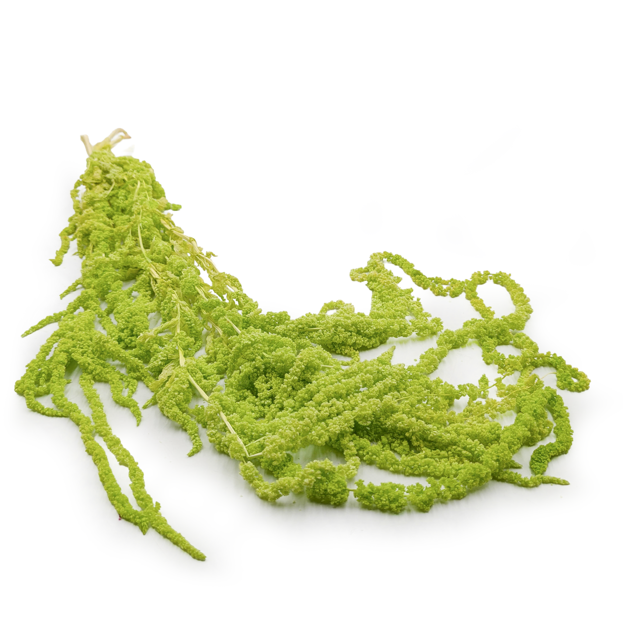 Amarante stabilisée – Vert clair