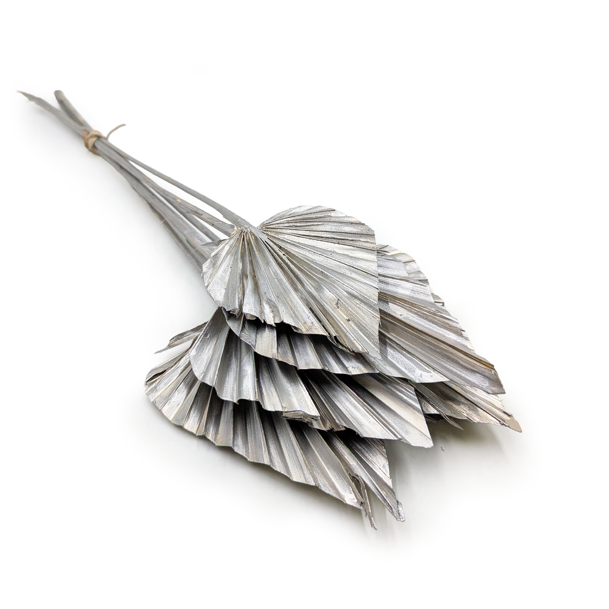 Feuille de palmier coupée, éventail, palm spear – Argent Platine