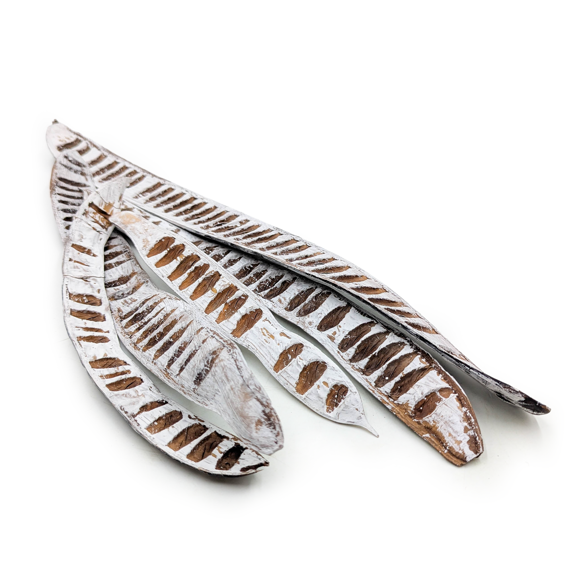 Machete Snow Tip 5 pcs – plante séchée exotique