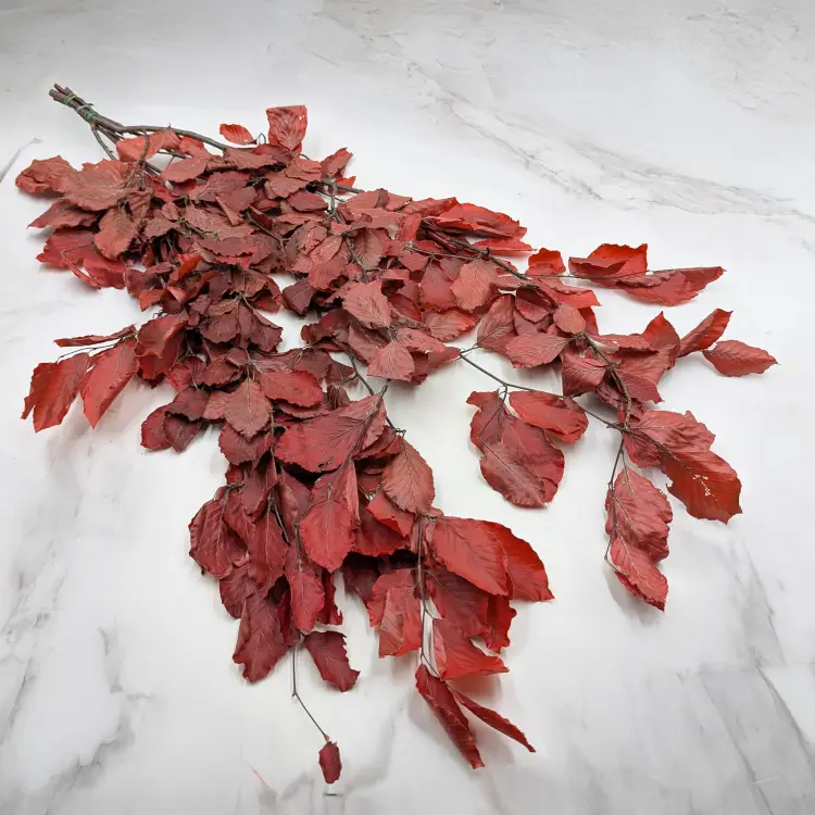 Buk czerwony LC 4.png