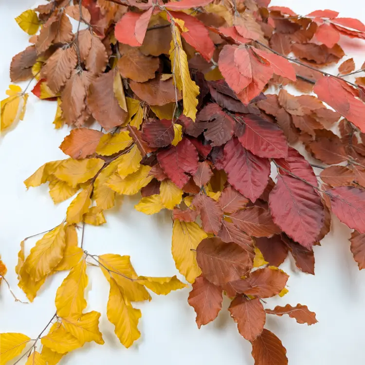 Buk jesienny LC 1.png