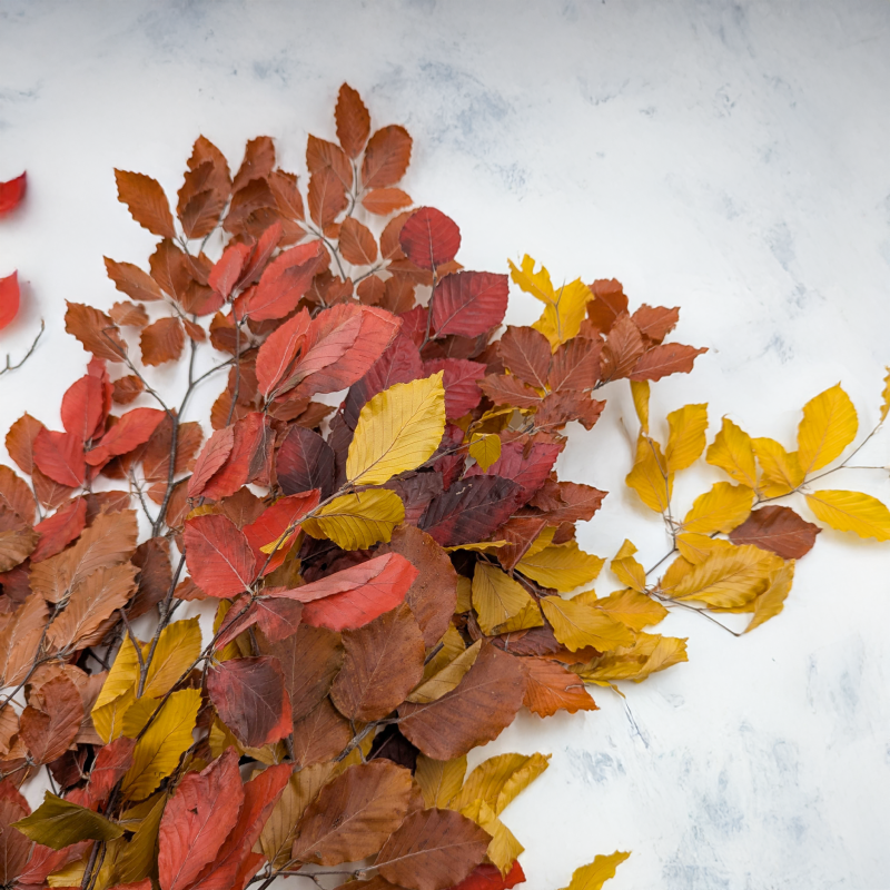 Buk jesienny LC 2.png