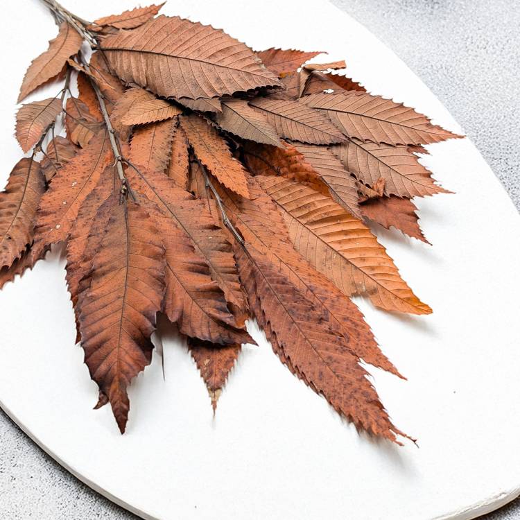 Kasztan stabilizowany - liscie - Pomaranczowy LC 1.jpg