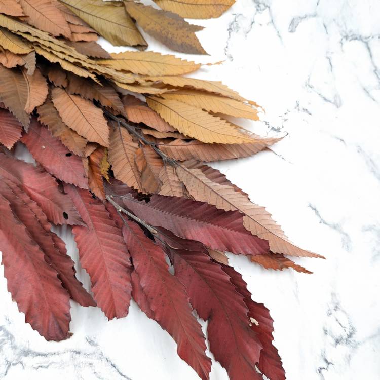 Kasztan stabilizowany - liscie - Jesienny LC 2.jpg