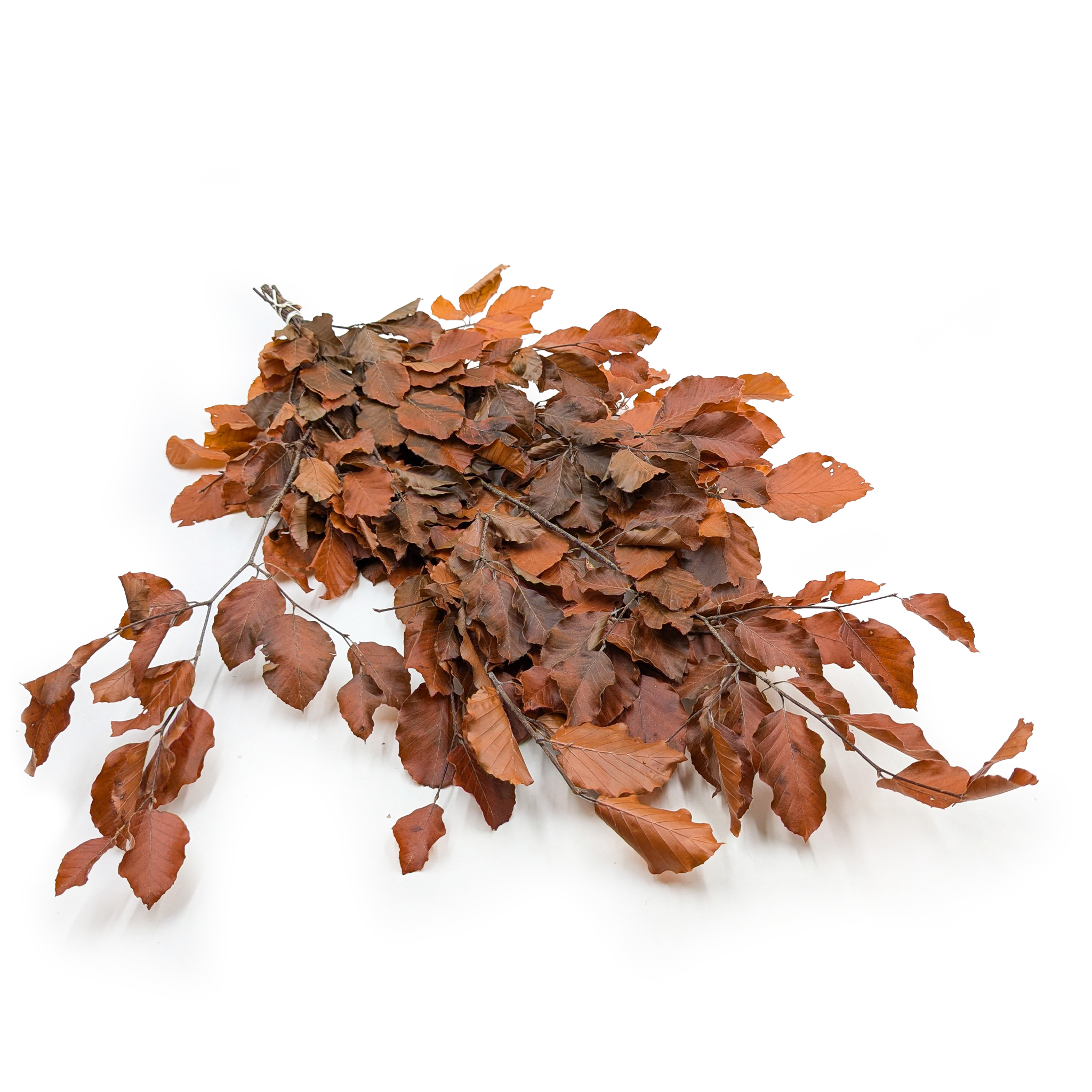 Hêtre Stabilisé (Faggio) – Orange