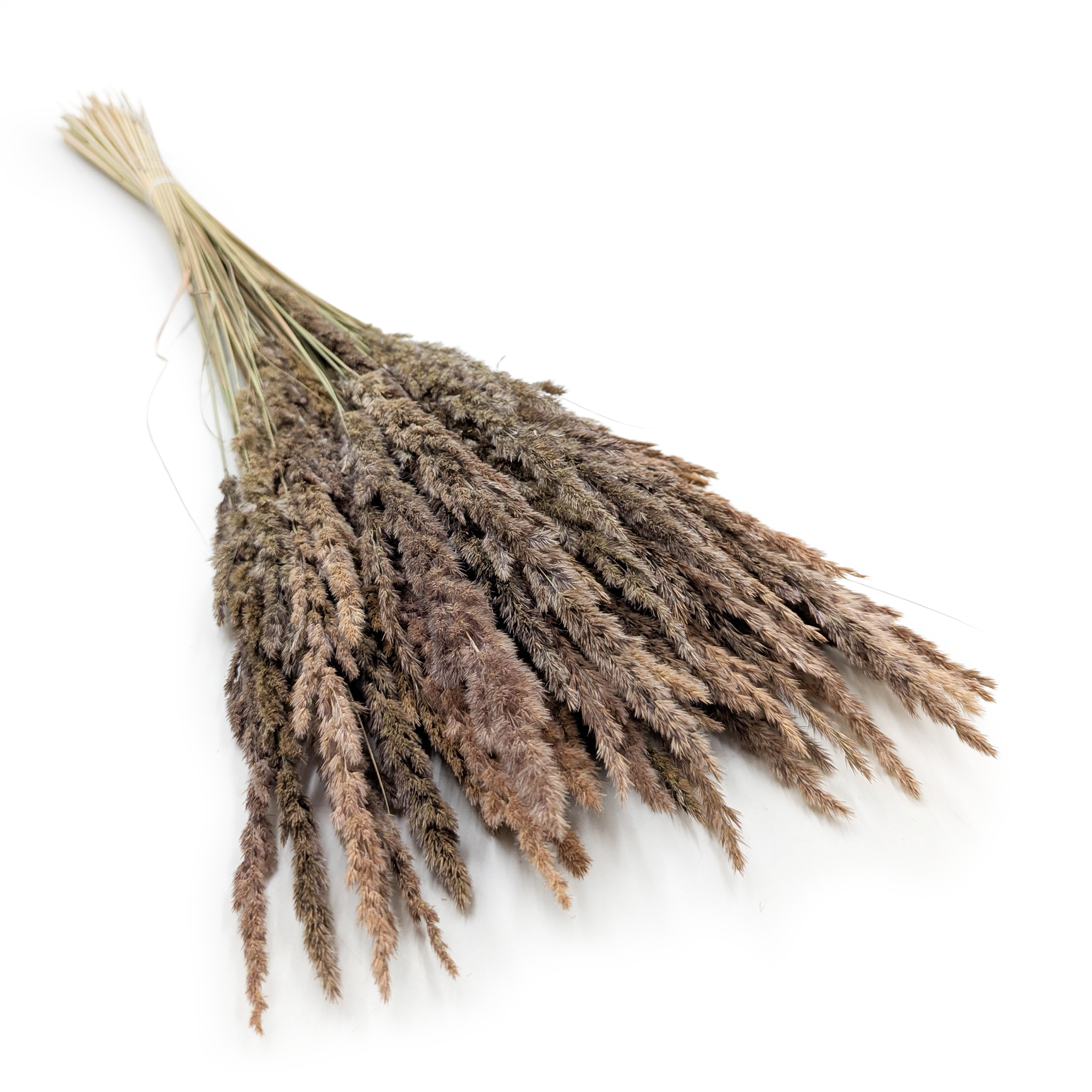Roseau des sables – (Calamagrostis epigejos) – Naturel