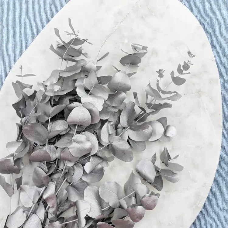 Cinerea srebrna LC 2.png