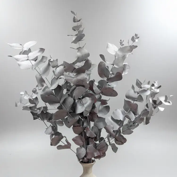 Cinerea srebrna LC 3.png