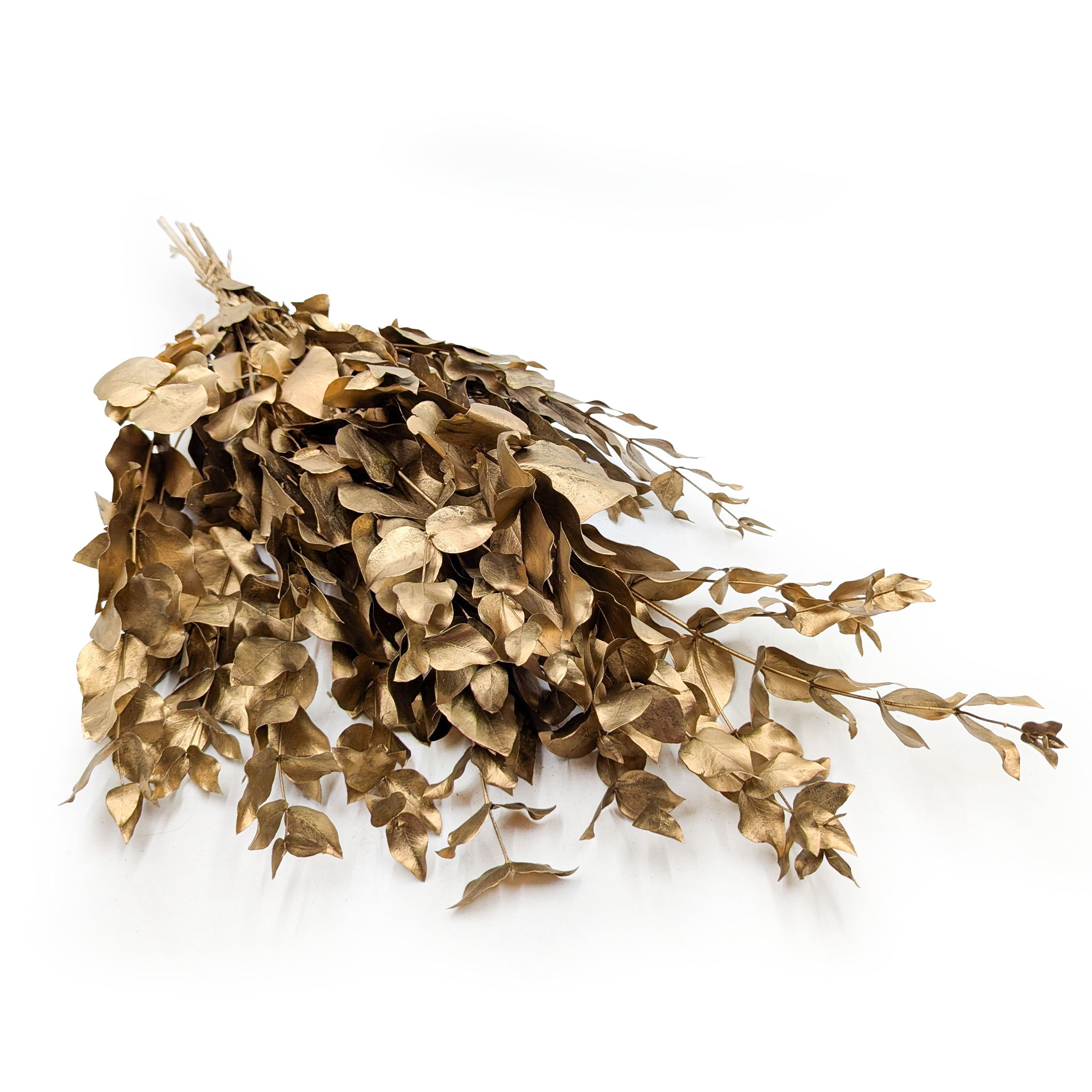 Eucalyptus stabilisé – Cinerea – Doré