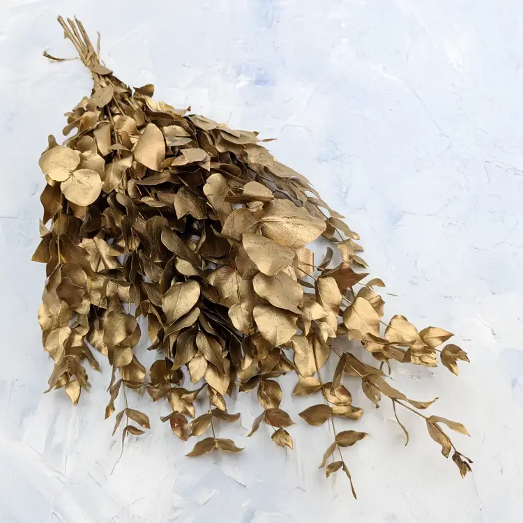 Cinerea zlota IT 1.png