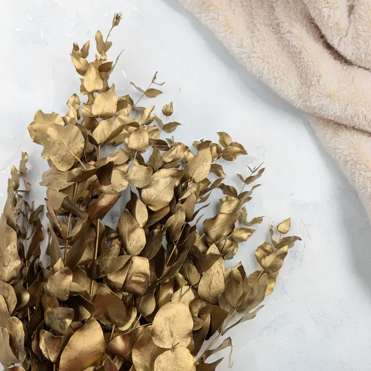 Cinerea zlota IT 2.png