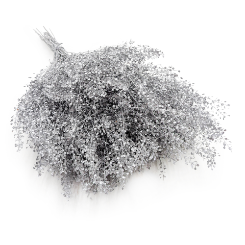Lepidium suszone dried Silver srebrne I.png