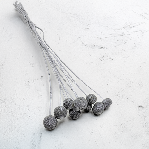 Craspedia Srebrna IT 1.png