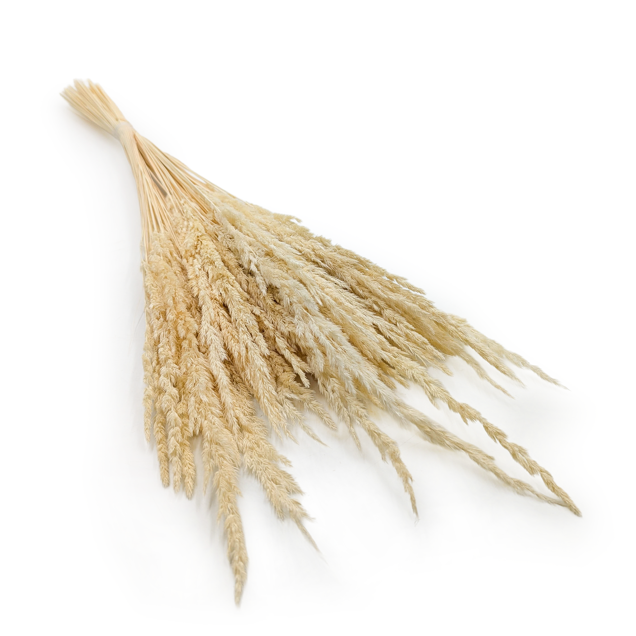Roseau des sables – (Calamagrostis epigejos) – Blanchi