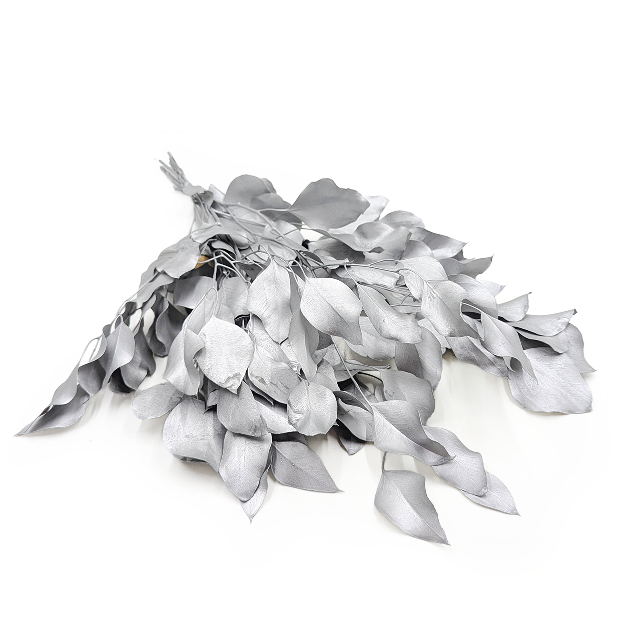 Eucalyptus stabilisé – Populus – Argenté