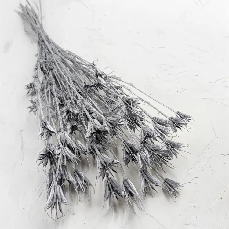 Nigella orientalis Srebrna IT 1.png