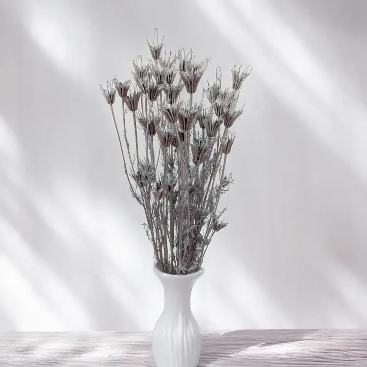 Nigella orientalis Srebrna IT 4.png