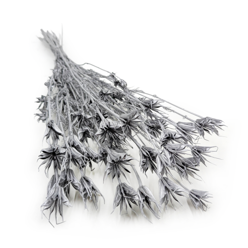 Nigella orientalis Srebrna IT 0.png